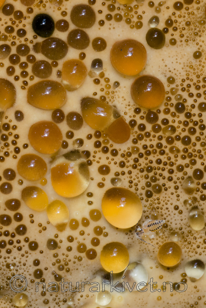 BB_20170812_0071 / Inonotus dryadeus / Tårekjuke