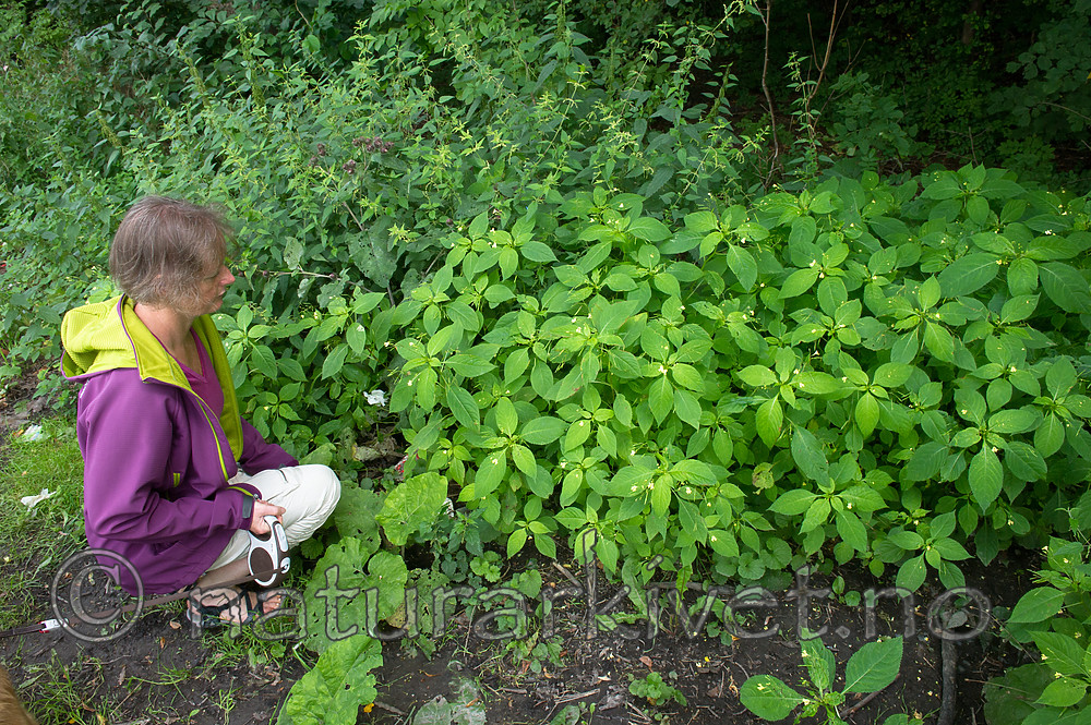 BB_20170812_0127 / Impatiens parviflora / Mongolspringfrø <br /> Urtica dioica / Stornesle <br /> Urtica dioica dioica / Brennesle