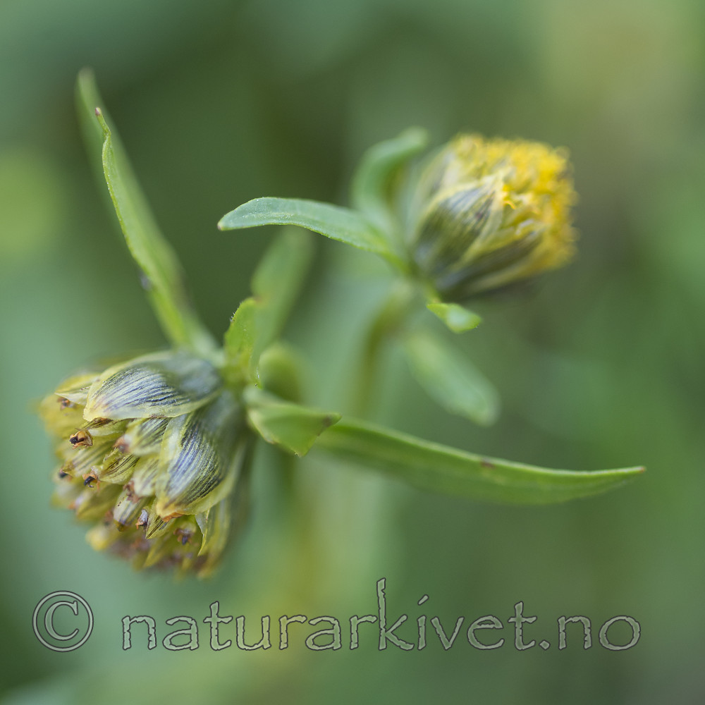 BB_20170815_0031 / Bidens cernua / Nikkebrønsle
