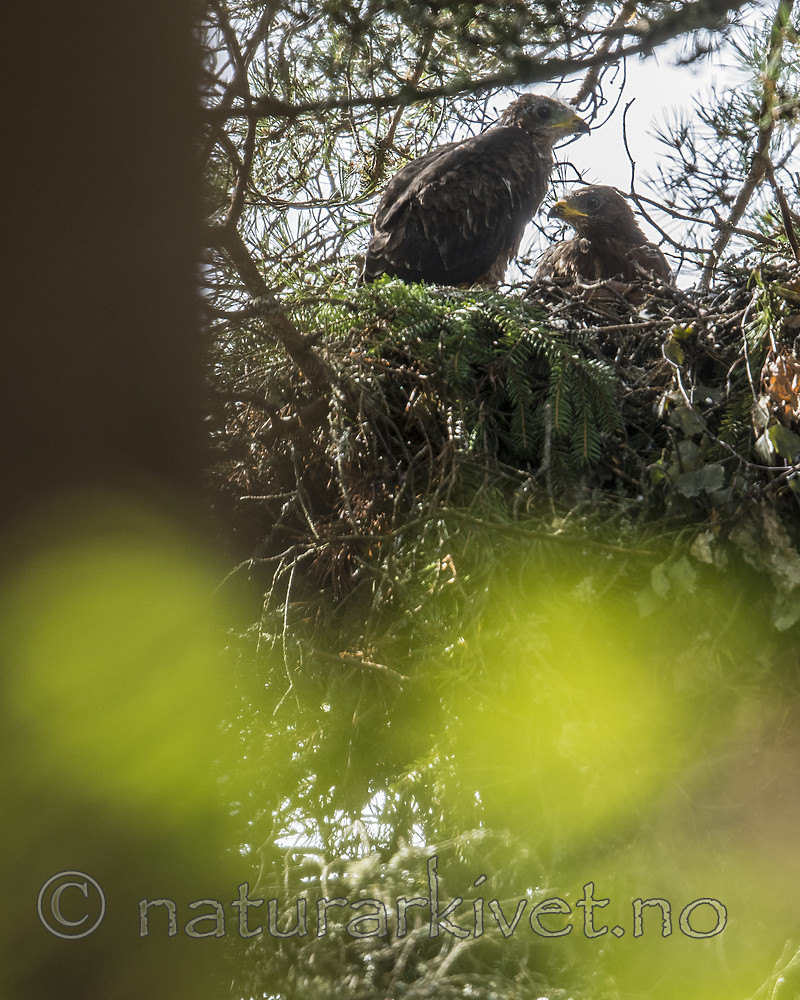 BB_20170819_0080 / Pernis apivorus / Vepsevåk
