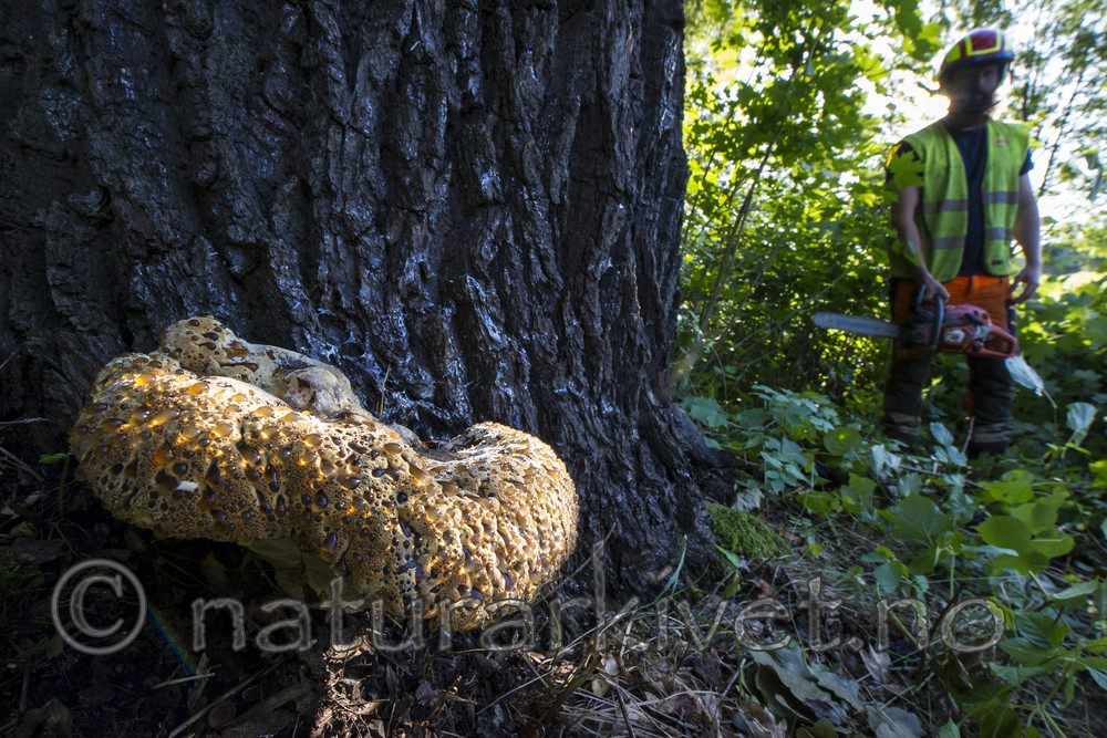 BB_20170822_0034 / Inonotus dryadeus / Tårekjuke <br /> Quercus robur / Sommereik