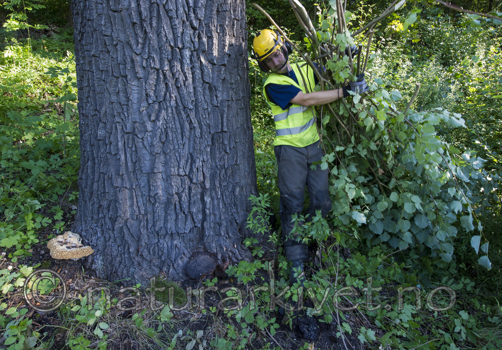 BB_20170822_0118 / Inonotus dryadeus / Tårekjuke