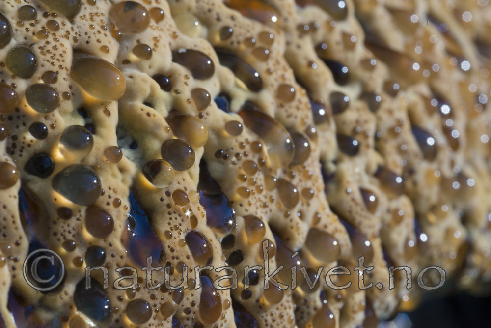 BB_20170822_0168 / Inonotus dryadeus / Tårekjuke