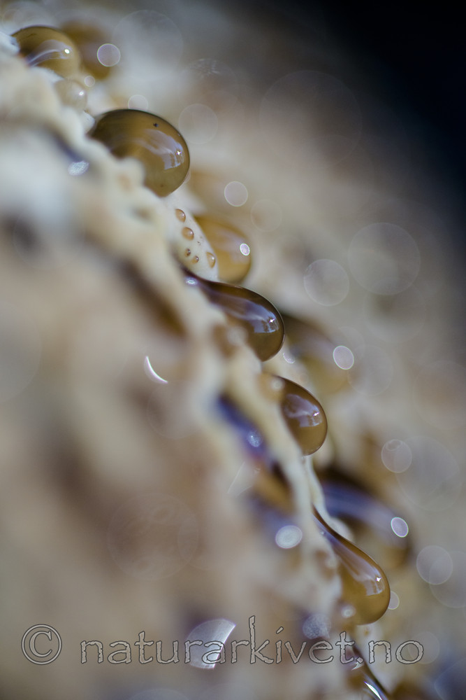 BB_20170822_0223 / Inonotus dryadeus / Tårekjuke