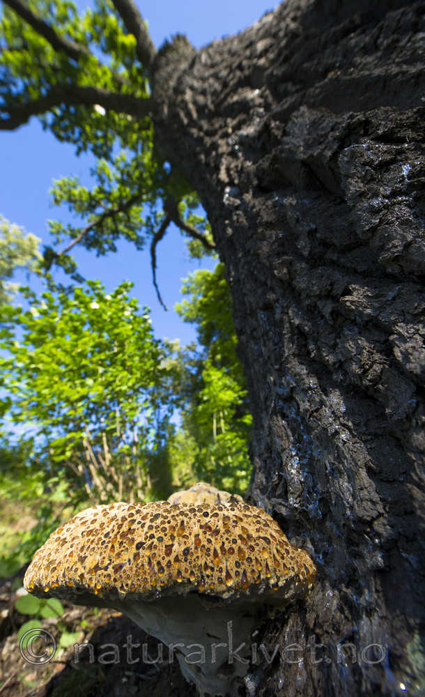 BB_20170822_0354 / Inonotus dryadeus / Tårekjuke <br /> Quercus robur / Sommereik