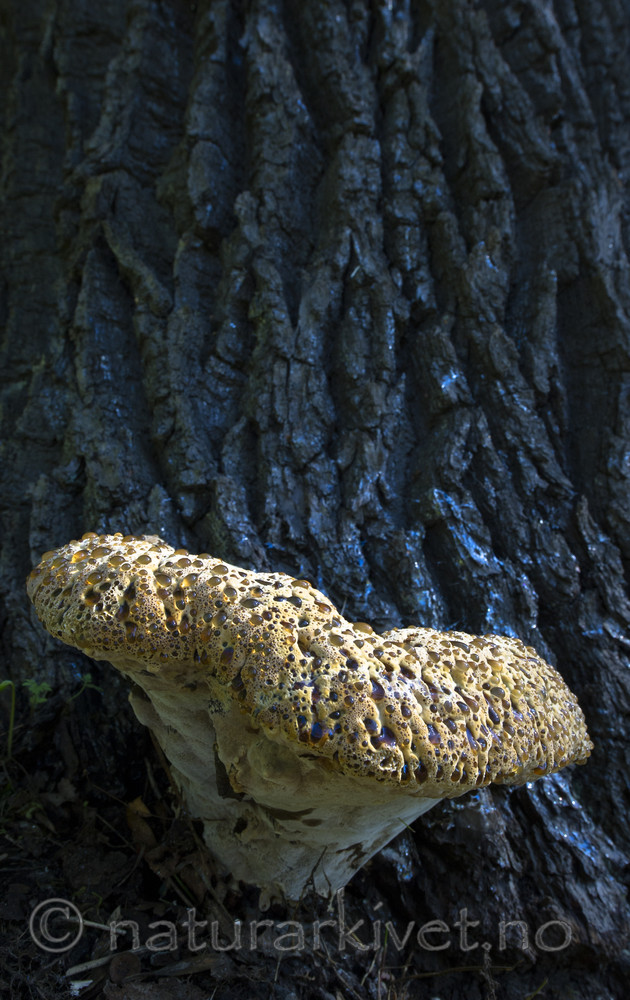 BB_20170822_0406 / Inonotus dryadeus / Tårekjuke