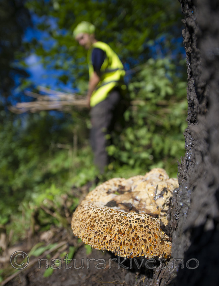 BB_20170822_0438 / Inonotus dryadeus / Tårekjuke