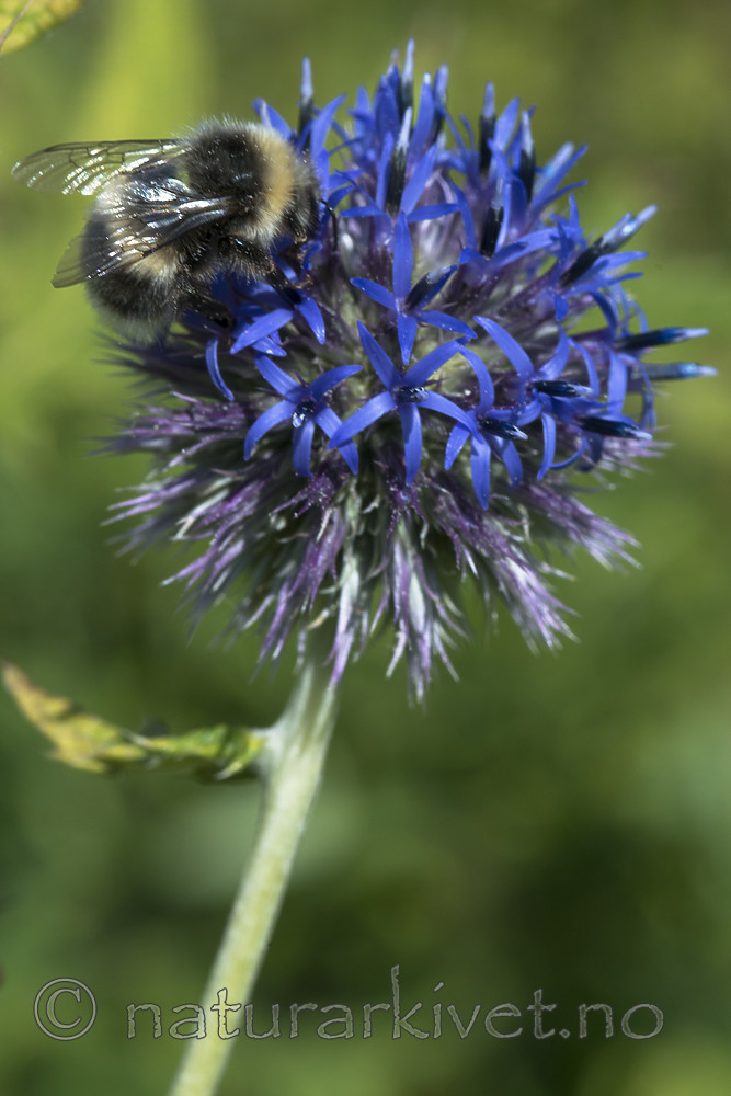 BB_20170823_0030 / Bombus lucorum / Lys jordhumle <br /> Echinops sphaerocephalus / Kuletistel