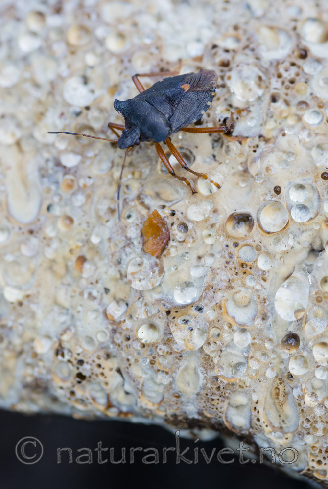 BB_20170824_0072 / Pentatoma rufipes / Rødfottege