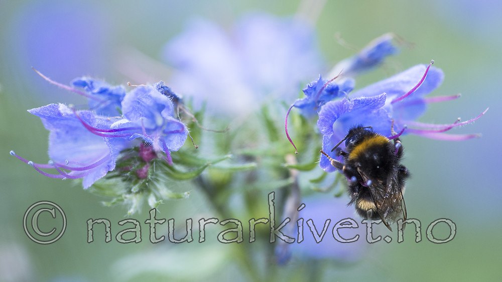 BB_20170826_0150 / Bombus terrestris / Mørk jordhumle <br /> Echium vulgare / Ormehode