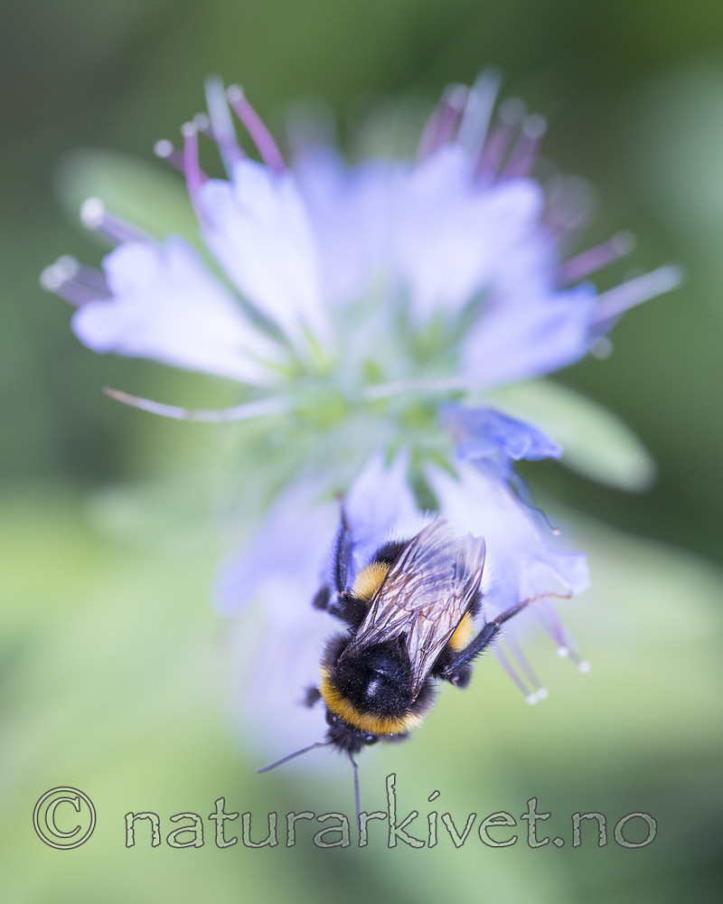 BB_20170826_0183 / Bombus terrestris / Mørk jordhumle <br /> Echium vulgare / Ormehode