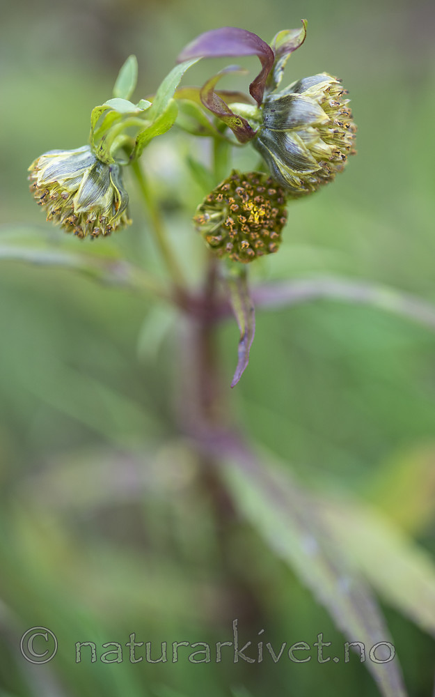 BB_20170831_0011 / Bidens cernua / Nikkebrønsle