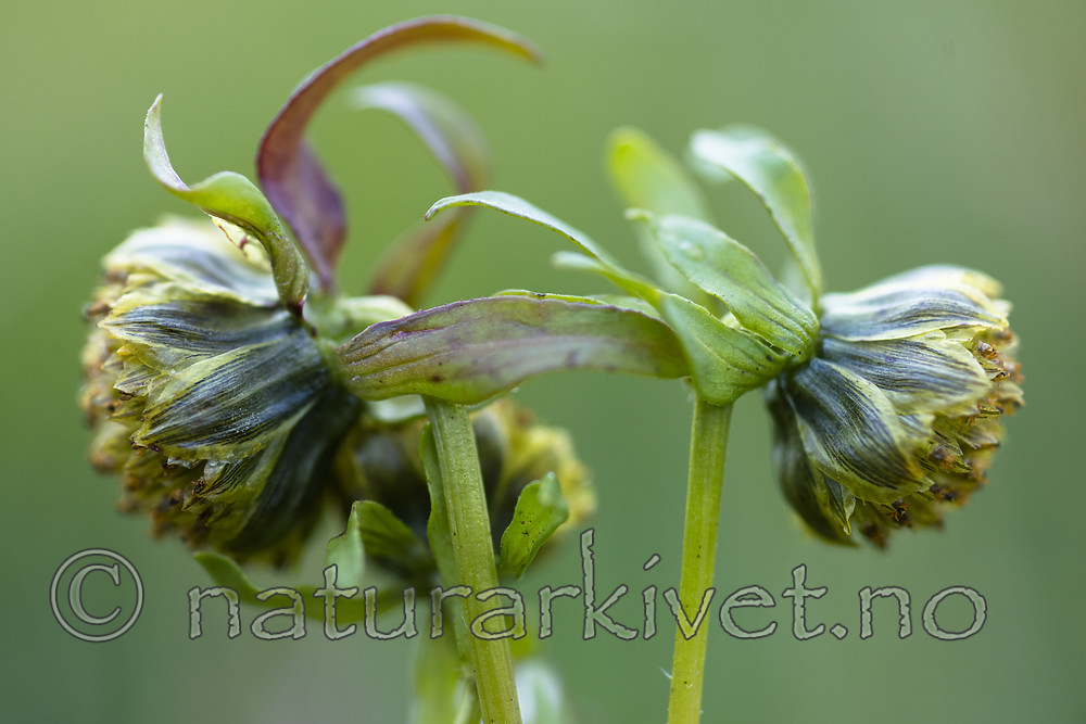 BB_20170831_0018 / Bidens cernua / Nikkebrønsle