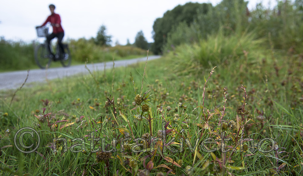 BB_20170831_0034 / Bidens cernua / Nikkebrønsle
