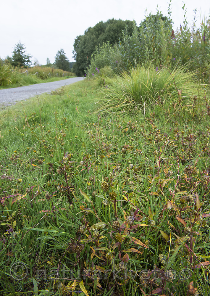 BB_20170831_0041 / Bidens cernua / Nikkebrønsle