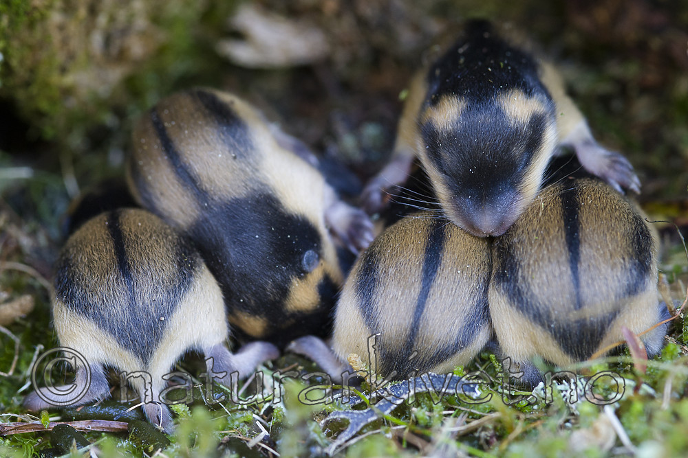 BB_20170902_0248 / Lemmus lemmus / Lemen