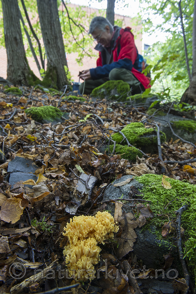 BB_20170908_0006 / Ramaria krieglsteineri