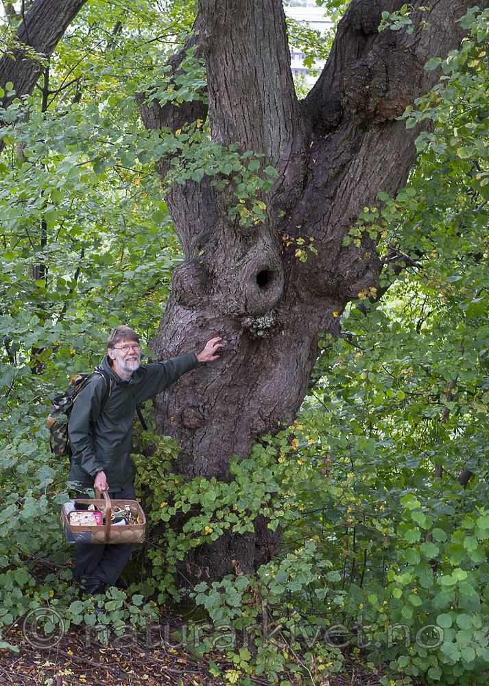 BB_20170908_0186 / Tilia cordata / Lind