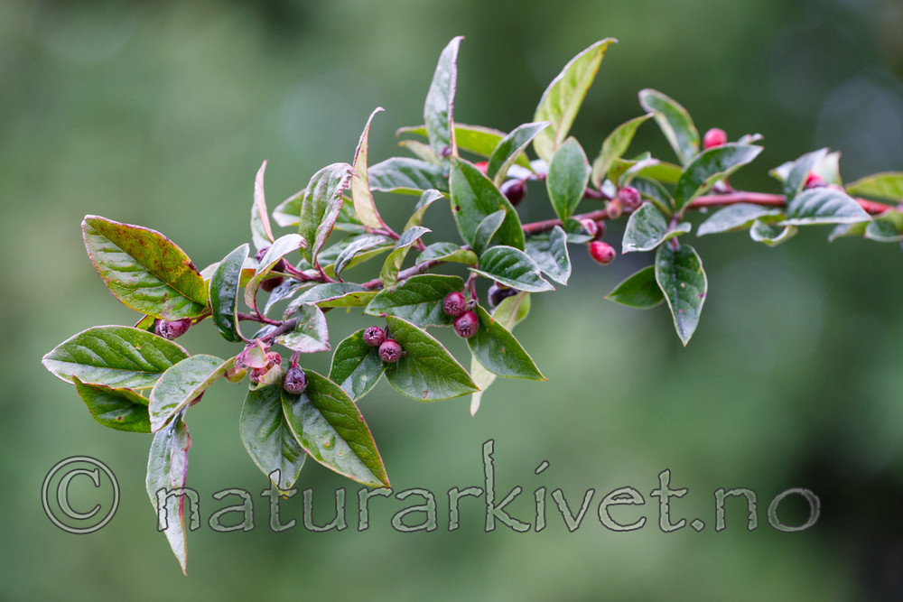 BB_20170911_0003 / Cotoneaster moupinensis / Mørkmispel