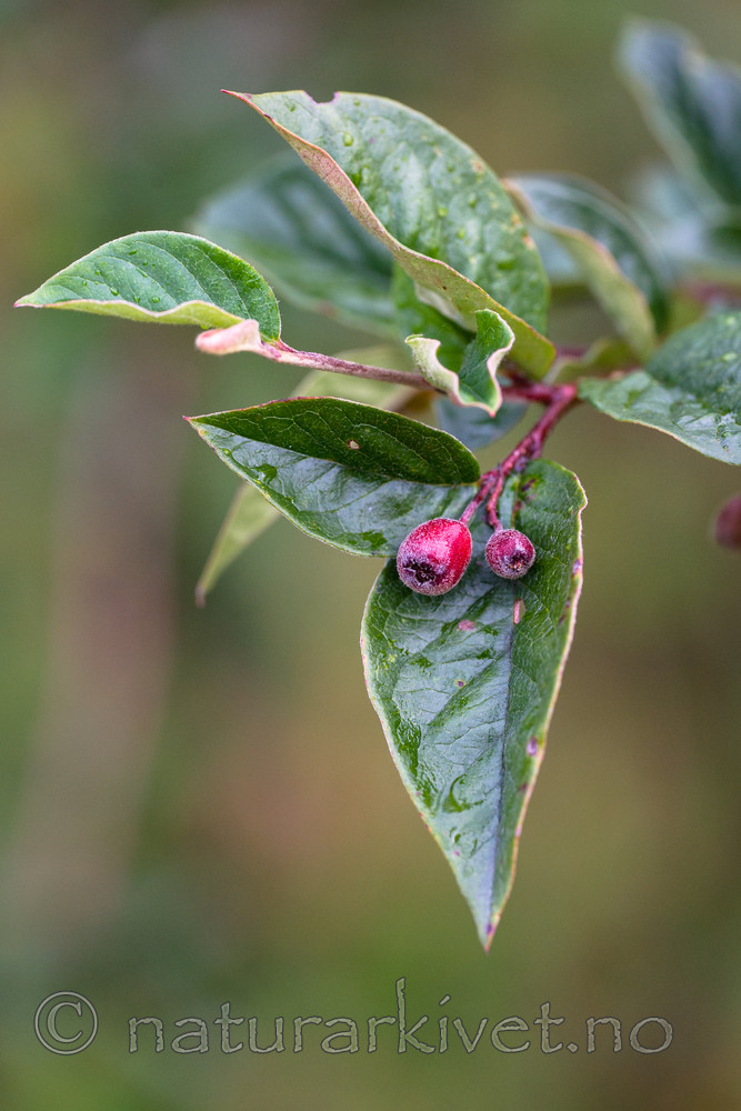 BB_20170911_0021 / Cotoneaster moupinensis / Mørkmispel