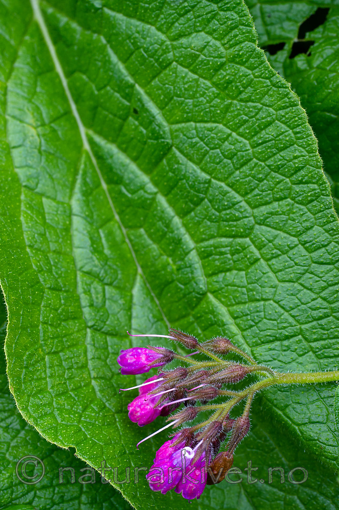 BB_20170911_0026 / Symphytum officinale / Valurt