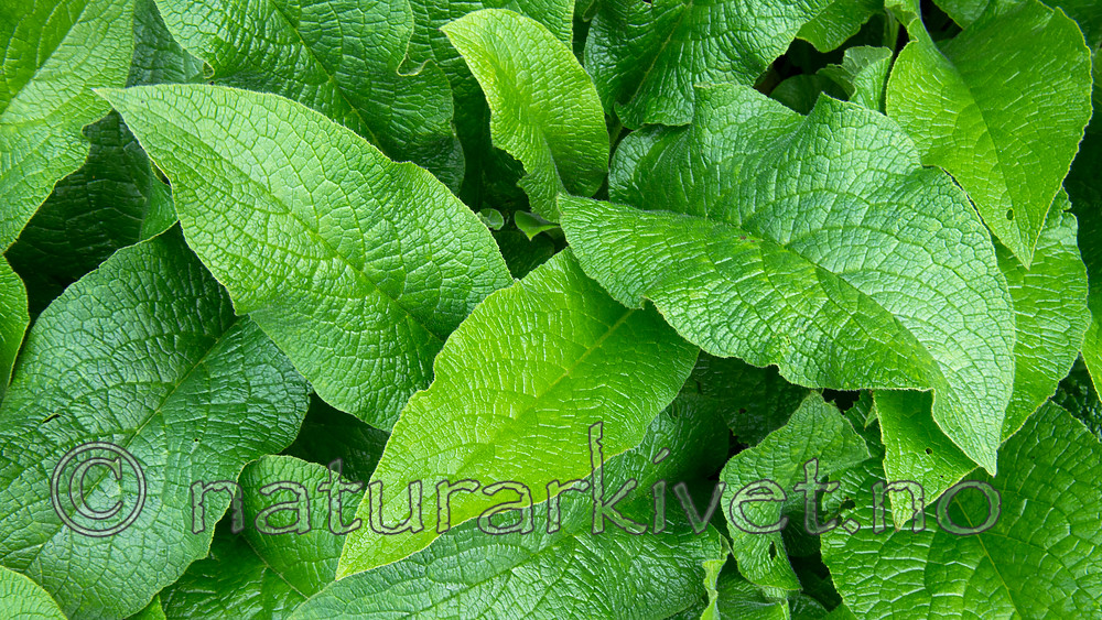 BB_20170911_0052 / Symphytum officinale / Valurt