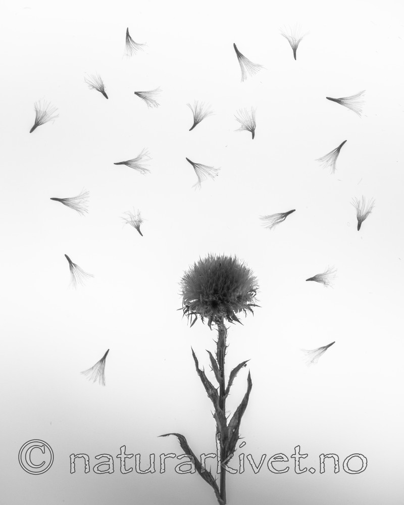 BB_20170914_0001 / Carlina vulgaris / Stjernetistel