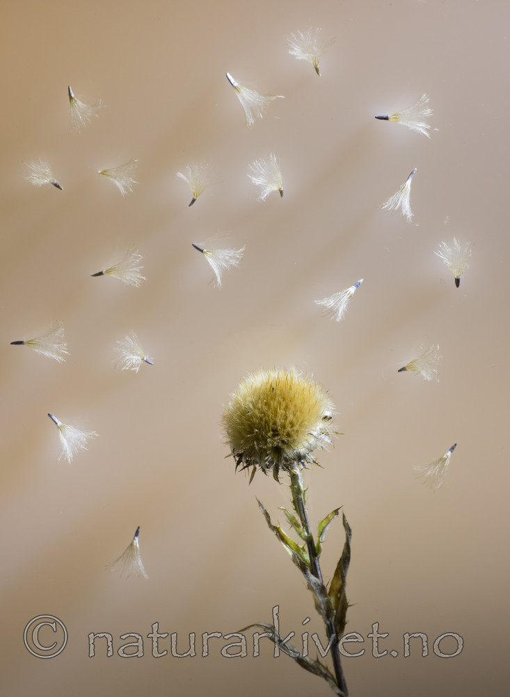 BB_20170914_0002 / Carlina vulgaris / Stjernetistel