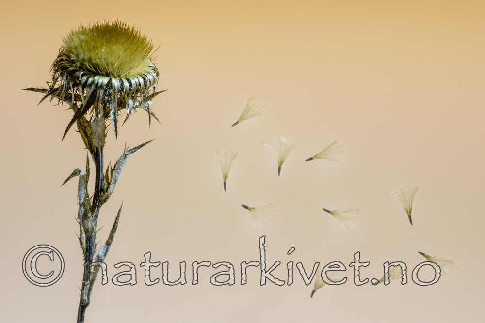 BB_20170914_0016 / Carlina vulgaris / Stjernetistel