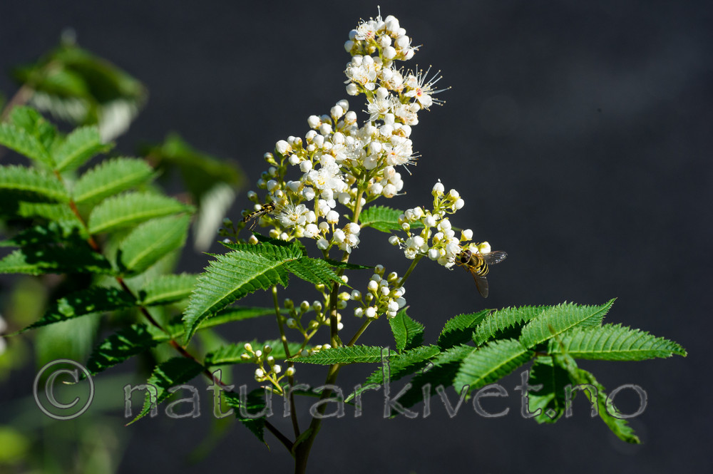 BB_20170916_0062 / Sorbaria sorbifolia / Rognspirea