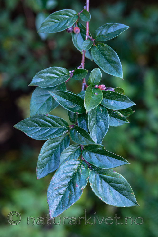 BB_20170918_0030 / Cotoneaster moupinensis / Mørkmispel