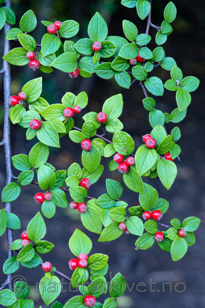 BB_20170918_0036 / Cotoneaster dielsianus / Dielsmispel