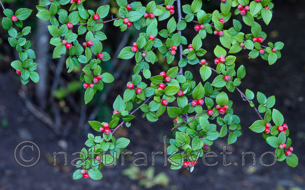 BB_20170918_0042 / Cotoneaster dielsianus / Dielsmispel