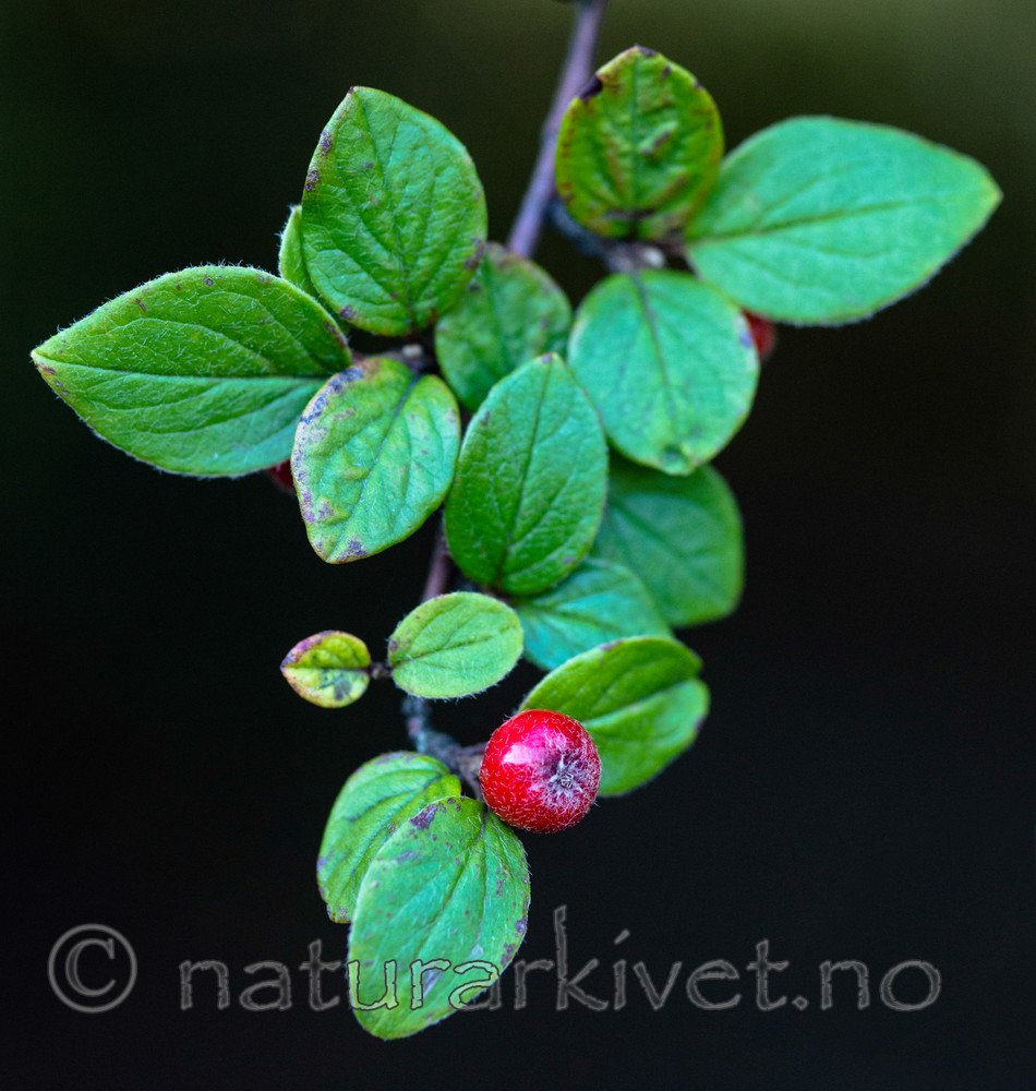 BB_20170918_0056_ / Cotoneaster dielsianus / Dielsmispel