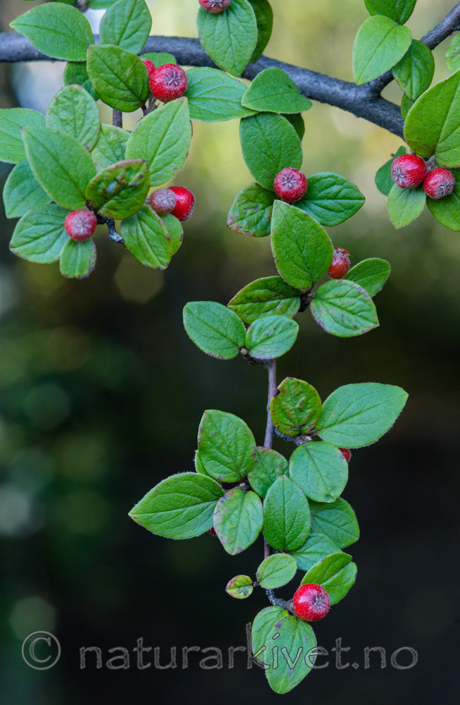 BB_20170918_0066 / Cotoneaster dielsianus / Dielsmispel