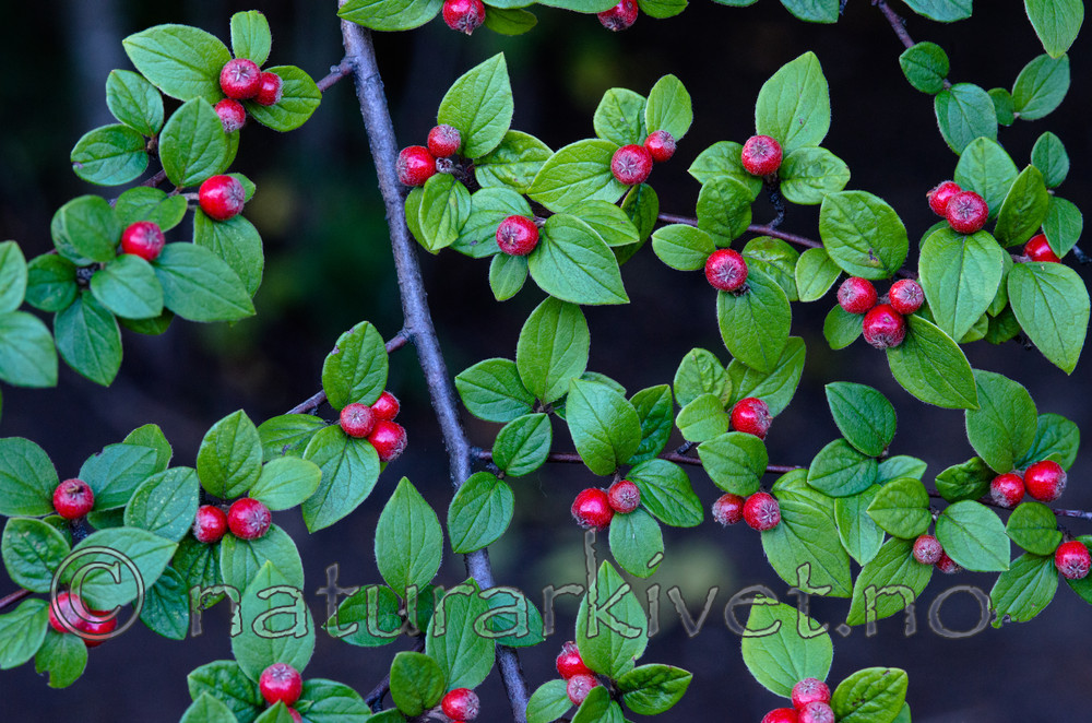 BB_20170918_0068 / Cotoneaster dielsianus / Dielsmispel