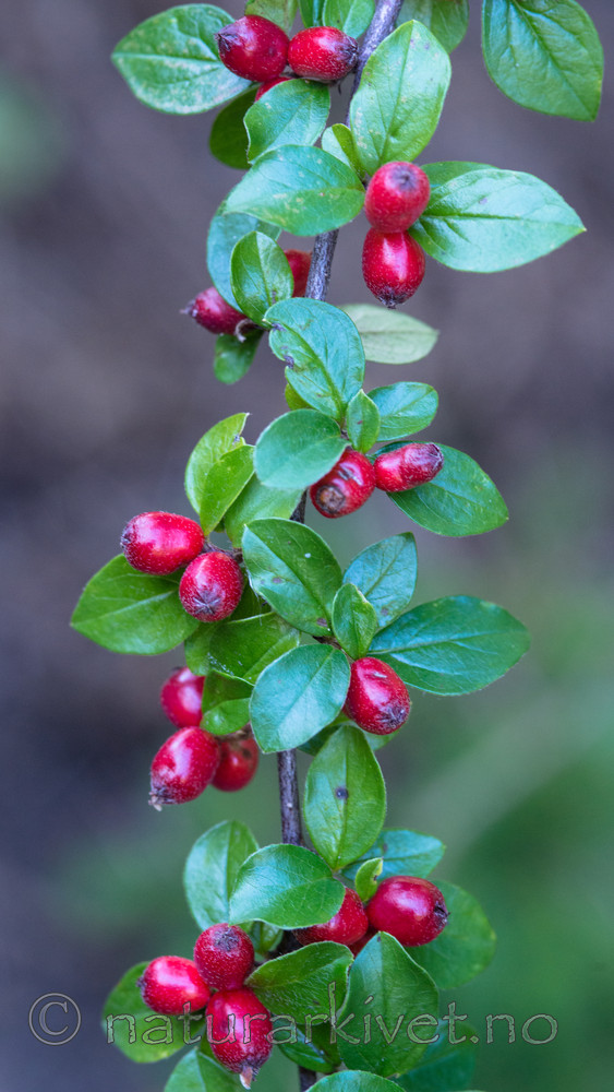 BB_20170918_0084 / Cotoneaster divaricatus / Sprikemispel