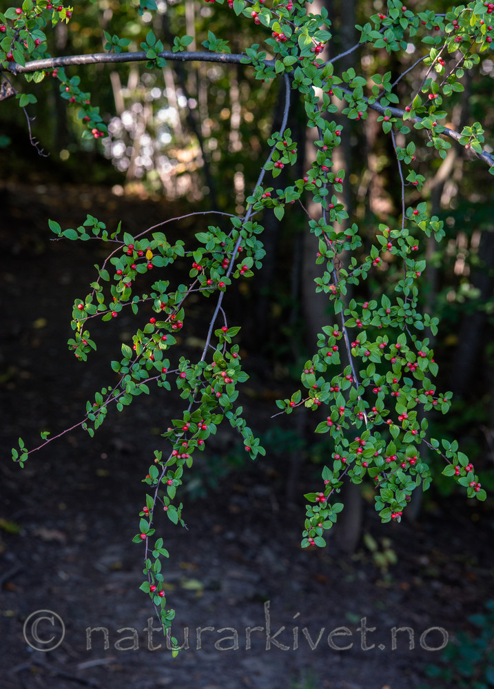 BB_20170918_0088 / Cotoneaster dielsianus / Dielsmispel