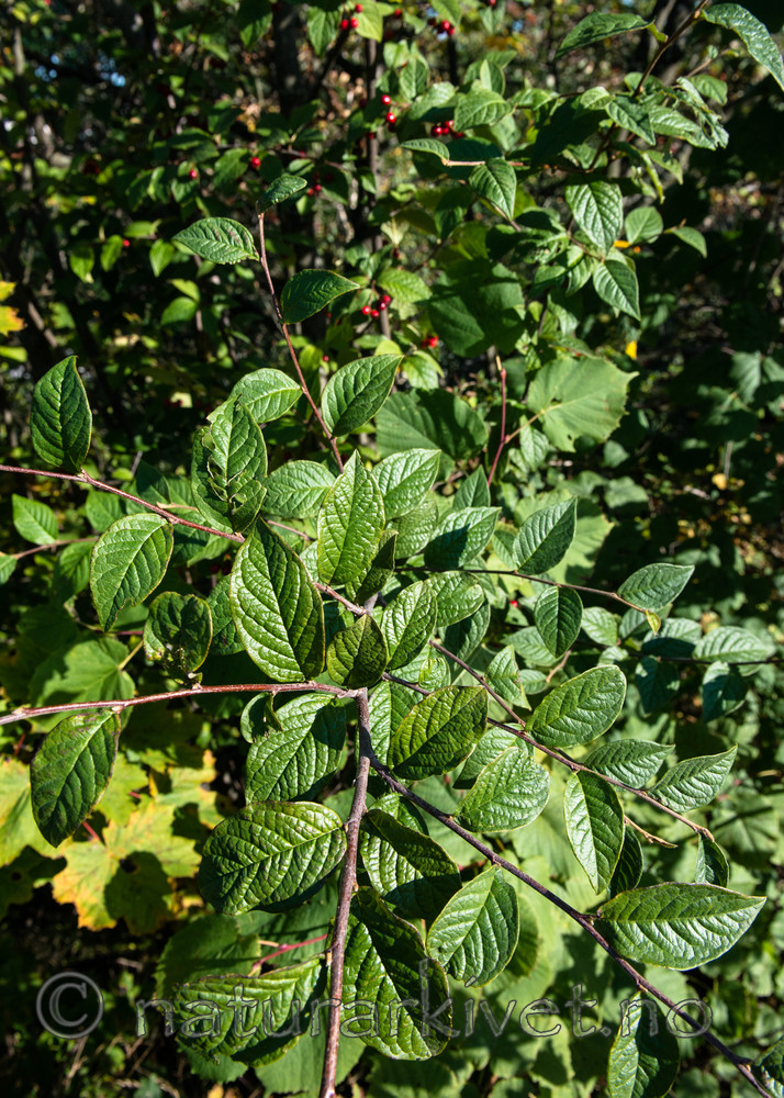 BB_20170918_0116 / Cotoneaster bullatus / Bulkemispel