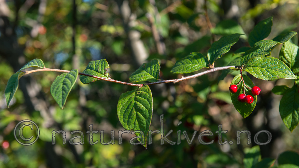 BB_20170918_0123 / Cotoneaster bullatus / Bulkemispel