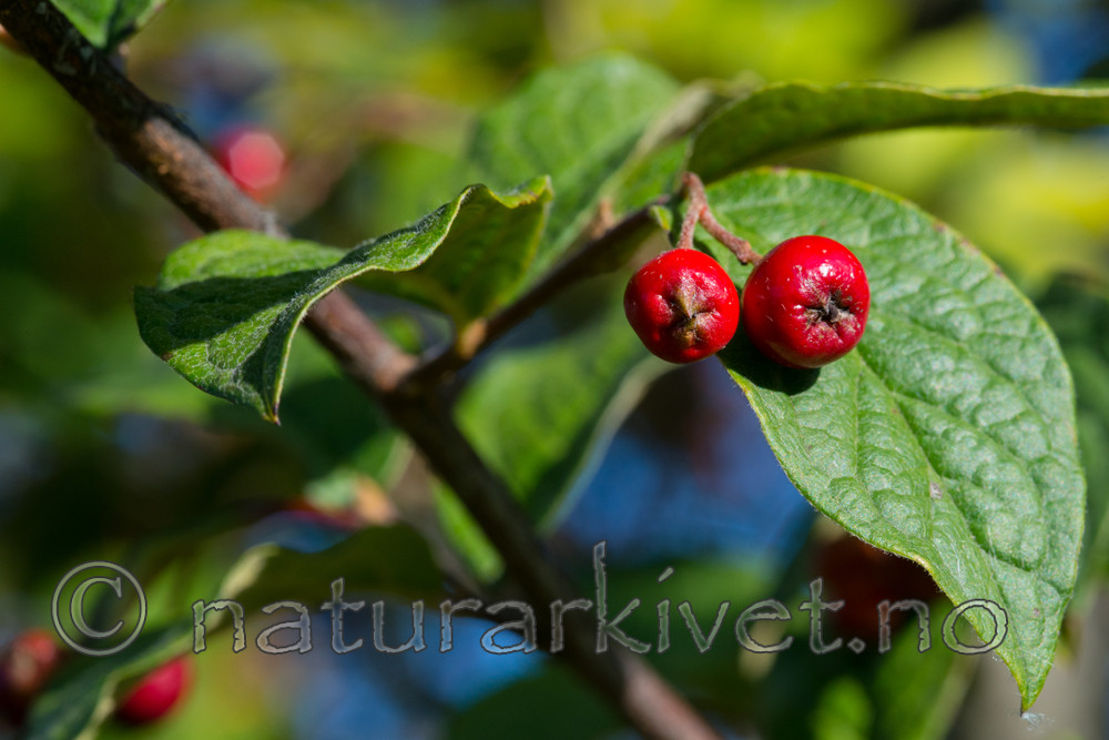 BB_20170918_0128 / Cotoneaster bullatus / Bulkemispel