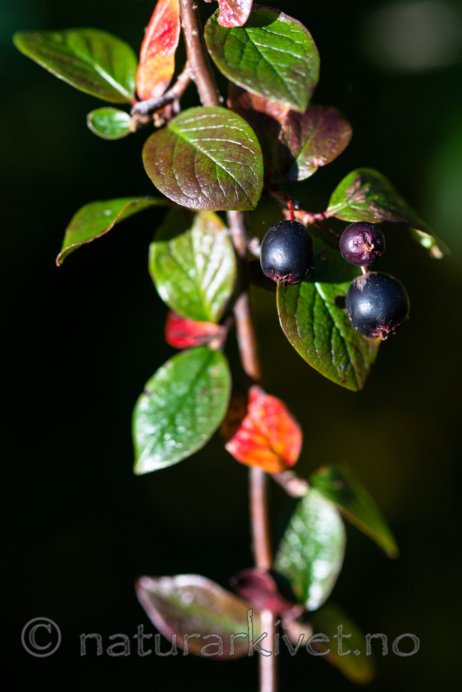 BB_20170918_0146 / Cotoneaster lucidus / Blankmispel