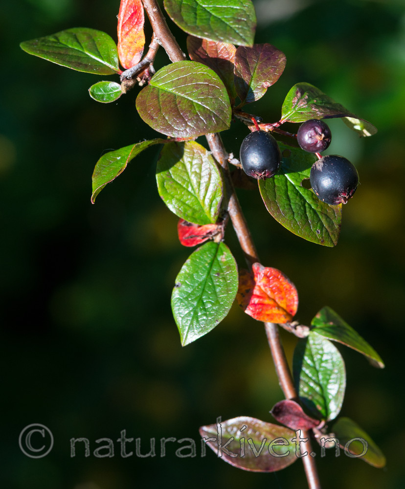 BB_20170918_0152 / Cotoneaster lucidus / Blankmispel