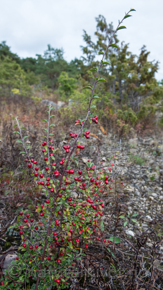 BB_20170919_0022 / Cotoneaster divaricatus / Sprikemispel