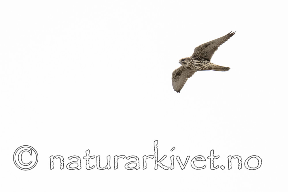 BB_20170924_1075 / Falco rusticolus / Jaktfalk