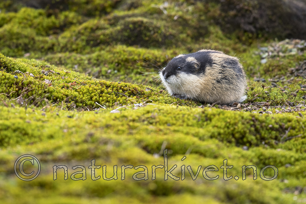 BB_20170924_1193 / Lemmus lemmus / Lemen