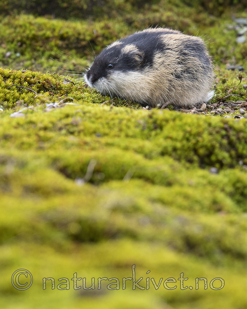 BB_20170924_1195 / Lemmus lemmus / Lemen