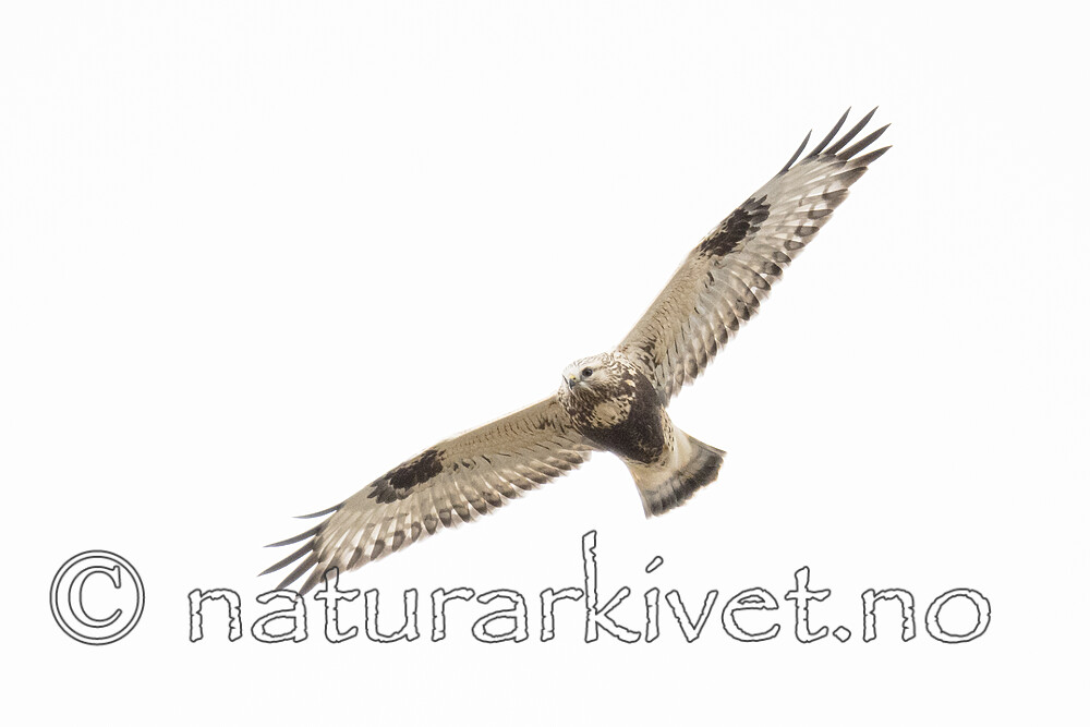 BB_20170924_1204 / Buteo lagopus / Fjellvåk