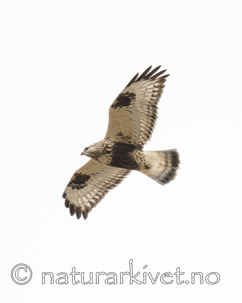 BB_20170924_1208 / Buteo lagopus / Fjellvåk