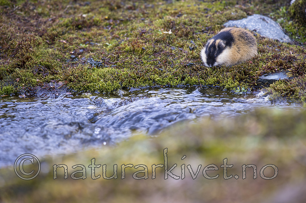 BB_20170924_1338 / Lemmus lemmus / Lemen